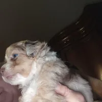 Red Merle female 2, a female Toy Australian Shepherd for sale in Cherokee, AL – Photo 5 of 10