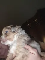 Red Merle female 2, a female Toy Australian Shepherd for sale in Cherokee, AL – Photo 1 of 6