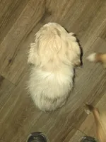 Red Merle female 2, a female Toy Australian Shepherd for sale in Cherokee, AL – Photo 9 of 10