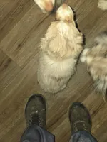 Red Merle female 2, a female Toy Australian Shepherd for sale in Cherokee, AL – Photo 4 of 10