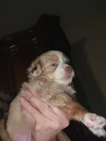 Red Merle female 2, a female Toy Australian Shepherd for sale in Cherokee, AL – Photo 3 of 6