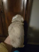 Red Merle female 2, a female Toy Australian Shepherd for sale in Cherokee, AL – Photo 6 of 6