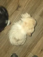 Red Merle female 2, a female Toy Australian Shepherd for sale in Cherokee, AL – Photo 10 of 10