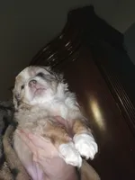 Red Merle female 2, a female Toy Australian Shepherd for sale in Cherokee, AL – Photo 5 of 6