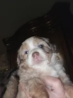 Red Merle female 2, a female Toy Australian Shepherd for sale in Cherokee, AL – Photo 4 of 6