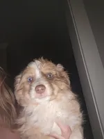 Red Merle female 2, a female Toy Australian Shepherd for sale in Cherokee, AL – Photo 1 of 10