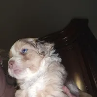 Red Merle female 2, a female Toy Australian Shepherd for sale in Cherokee, AL – Photo 6 of 10