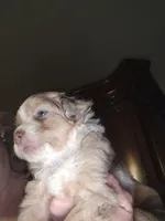 Red Merle female 2, a female Toy Australian Shepherd for sale in Cherokee, AL – Photo 2 of 6