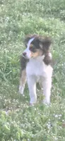 Skipper, a male Miniature Australian Shepherd for sale in Cherokee, AL – 2 of 5