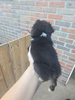 Tri red female very small, a female Toy Australian Shepherd for sale in Cherokee, AL – 5 of 6