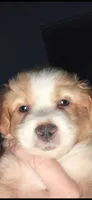 Larger blonde light tri red, a male Toy Australian Shepherd for sale in Cherokee, AL – 2 of 8