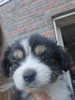 Tri red female very small, a female Toy Australian Shepherd for sale in Cherokee, AL – 3 of 6