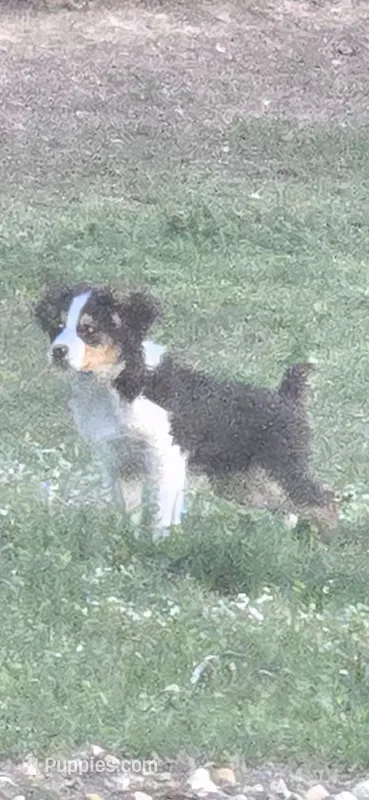 Skipper – Miniature Australian Shepherd puppy for sale in Cherokee, AL