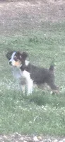 Skipper, a male Miniature Australian Shepherd for sale in Cherokee, AL – 1 of 5