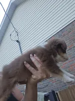 Tri Red Female, a female Toy Australian Shepherd for sale in Cherokee, AL – 2 of 4