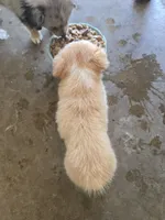 Blonde light red tri color, a male Toy Australian Shepherd for sale in Cherokee, AL – 4 of 4
