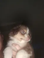 Tri red male, a male Toy Australian Shepherd for sale in Cherokee, AL – 4 of 8