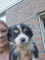 Tri red female very small, a female Toy Australian Shepherd for sale in Cherokee, AL – 2 of 6