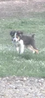 Skipper, a male Miniature Australian Shepherd for sale in Cherokee, AL – 4 of 5