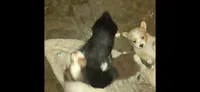Tri black female very small, a female Toy Australian Shepherd for sale in Cherokee, AL – 7 of 8