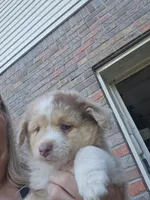 Red Merle Female, a female Toy Australian Shepherd for sale in Cherokee, AL – 4 of 8