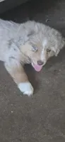 Red merle Mini Aussie, a female Miniature Australian Shepherd and Toy Australian Shepherd for sale in Cherokee, AL – 2 of 3