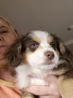 Tri Red Female, a female Toy Australian Shepherd for sale in Cherokee, AL – Photo 4 of 7