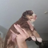 Tri Red Female, a female Toy Australian Shepherd for sale in Cherokee, AL – Photo 2 of 7