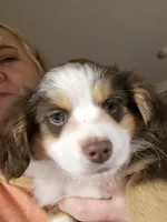 Tri Red Female, a female Toy Australian Shepherd for sale in Cherokee, AL – Photo 6 of 7