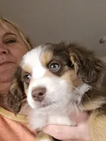 Tri Red Female, a female Toy Australian Shepherd for sale in Cherokee, AL – Photo 7 of 7