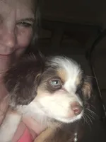 Tri Red Female, a female Toy Australian Shepherd for sale in Cherokee, AL – Photo 5 of 7