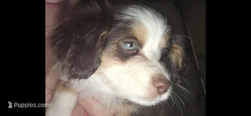 Tri Red Female – Toy Australian Shepherd puppy for sale in Cherokee, AL