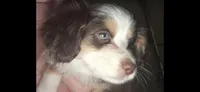 Tri Red Female, a female Toy Australian Shepherd for sale in Cherokee, AL – Photo 1 of 7