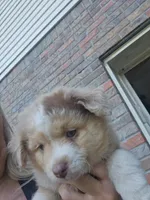 Red Merle Female, a female Toy Australian Shepherd for sale in Cherokee, AL – 3 of 8