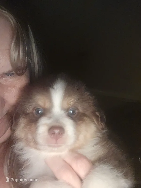 Tri red male – Toy Australian Shepherd puppy for sale in Cherokee, AL