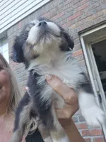 Tri red female very small, a female Toy Australian Shepherd for sale in Cherokee, AL – 6 of 6