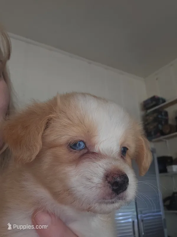 Blonde light red tri color – Toy Australian Shepherd puppy for sale in Cherokee, AL