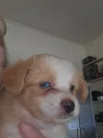 Blonde light red tri color, a male Toy Australian Shepherd for sale in Cherokee, AL – 1 of 4