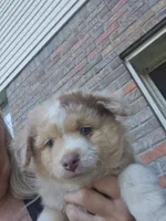 Red Merle Female, a female Toy Australian Shepherd for sale in Cherokee, AL – 1 of 8