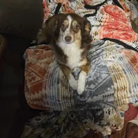 Blue Merle Female, a female Toy Australian Shepherd for sale in Cherokee, AL – Photo 10 of 10