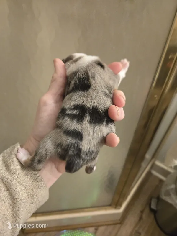 Blue Merle Female