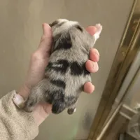 Blue Merle Female, a female Toy Australian Shepherd for sale in Cherokee, AL – Photo 1 of 10