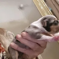 Blue Merle Female, a female Toy Australian Shepherd for sale in Cherokee, AL – Photo 9 of 10