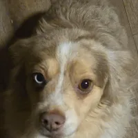 Blue Merle Female, a female Toy Australian Shepherd for sale in Cherokee, AL – Photo 6 of 10