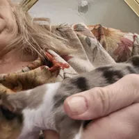 Blue Merle Female, a female Toy Australian Shepherd for sale in Cherokee, AL – Photo 3 of 10