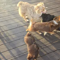 Blue Merle Female, a female Toy Australian Shepherd for sale in Cherokee, AL – Photo 7 of 10