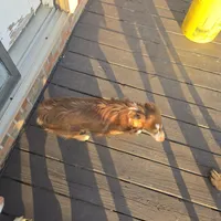 Blue Merle Female, a female Toy Australian Shepherd for sale in Cherokee, AL – Photo 8 of 10