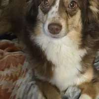 Blue Merle Female, a female Toy Australian Shepherd for sale in Cherokee, AL – Photo 5 of 10