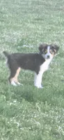 Skipper, a male Miniature Australian Shepherd for sale in Cherokee, AL – 5 of 5
