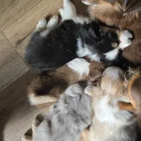 Tri black male, a male Toy Australian Shepherd for sale in Cherokee, AL – Photo 4 of 6